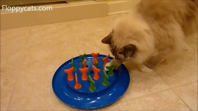 Petmate Jackson Galaxy Go Fish Cat Toy Cat Puzzle Toy Product Review - ねこ - ラグドール - Floppycats смотреть онлайн