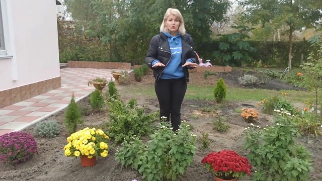 Хризантемы мульти флора. Как сохранить хризантемы зимой смотреть онлайн