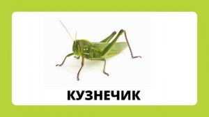 Насекомые.mp4