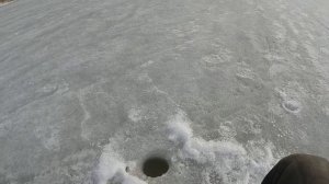 Рыбалка.Воткинский пруд.Ловля плотвы,подлещика.Весна 2020