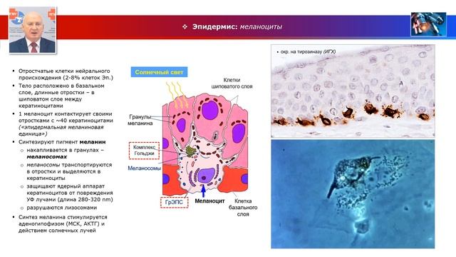 Частная гистология - лекция 