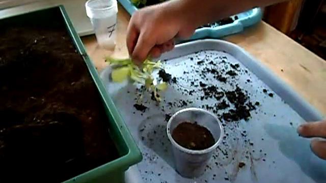 №7 Табак  Пикеровка рассады