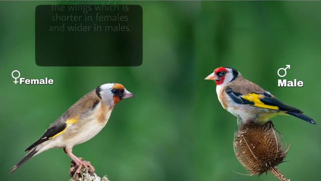 Difference Between Male and Female European Gold Finch | Gender identification of Gold finch смотреть онлайн