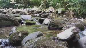 Лесной Ручей. Звуки Природы. Весеннее Пение Птиц. Релакс