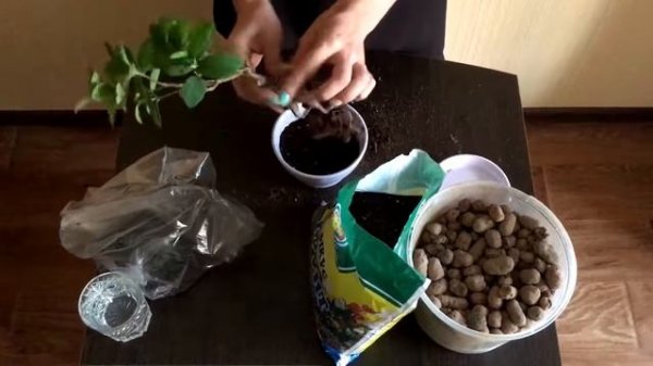 Ficus Retusa / Фикус Притупленный / Пересадка / Комнатные растения