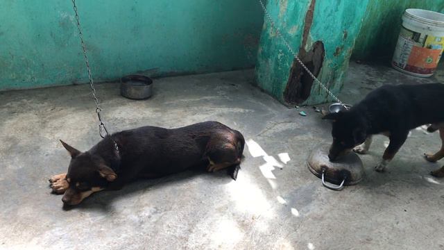 Bạn đã Biết Cách để Huấn Luyện Chó Thả Vật Chưa