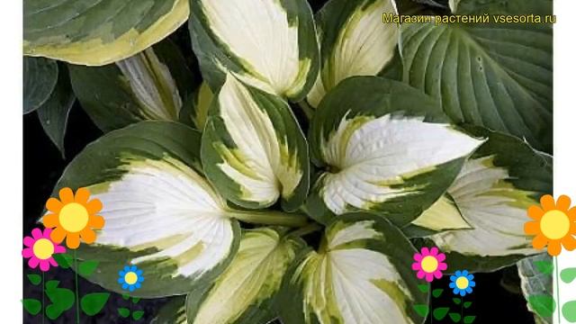 Хоста гибридная Колор Фестиваль. Краткий обзор, описание характеристик Hosta Hybrida Color Festival