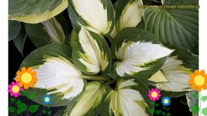 Хоста гибридная Колор Фестиваль. Краткий обзор, описание характеристик hosta hybrida Color Festival