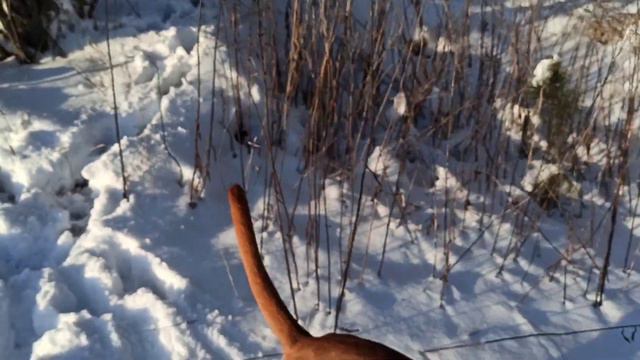 ДОБРО ПОЖАЛОВАТЬ НА СТРИМ БОКСЁРА / DOGSTREAM # 1 / СНЕЖНЫЙ ЧЕЛОВЕК КАРАБКАЕТСЯ НА ЗАСНЕЖЕННУЮ СОСН