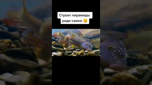 Рыба голавль. Интересные факты. смотреть онлайн