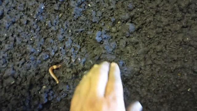 начала бизнеса в гараже, разводим червя смотреть онлайн