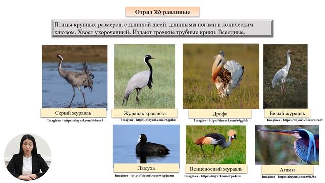 12й класс; Биология; Систематика птиц смотреть онлайн