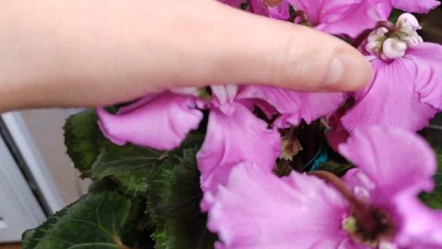 Цикламены (Cyclamen) Январь 2023 год. Зацвели цикламены которые зимой набирали бутоны. смотреть онлайн