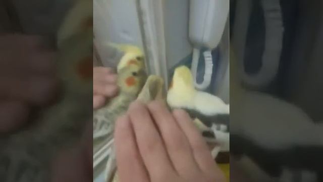 Карелла (Корелла) или Нимфа Nymphicus hollandicus 89262688658 смотреть онлайн