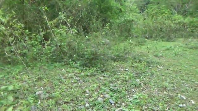 Berburu tanaman hias di hutan, Pakis Kelabang tanaman hias cantik didalam ruangan смотреть онлайн
