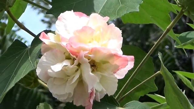 НЕ ВЫШИВАЛЬНОЕ/ЯРКИХ КРАСОК ДЛЯ ВДОХНОВЕНИЯ/Розовая мечта/ПАНАМА смотреть онлайн