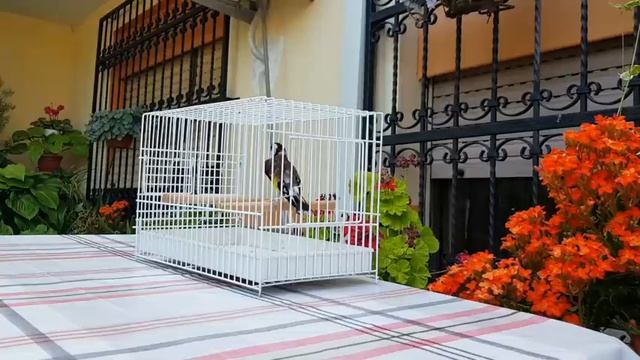 GOLDFINCH 12h Training King смотреть онлайн