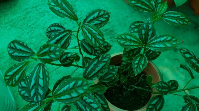 How to Care Pilea Plant(Aluminium Plant)(Watermelon Plant).........||RUPA GREEN GARDEN || смотреть онлайн