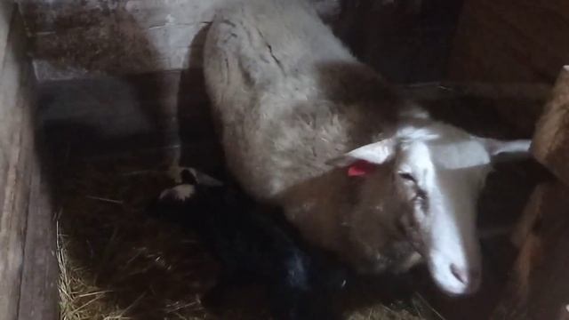 Купирую хвостики ягнятам/нас замело смотреть онлайн