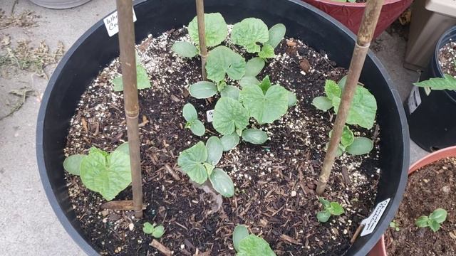 Garden Tour Update with a storm! June 30th смотреть онлайн