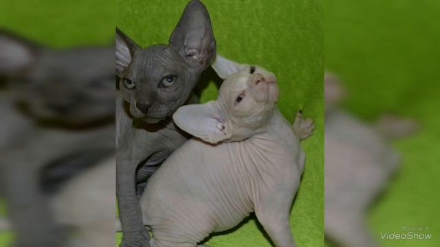 Продажа котят канадского сфинкса Харьков. Девочка с разноцветными глазами смотреть онлайн