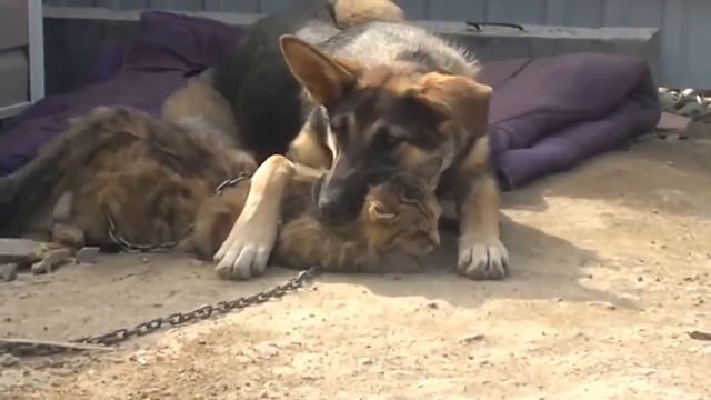 Собака съела кошку