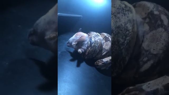 Feeding my boa a rabbit смотреть онлайн