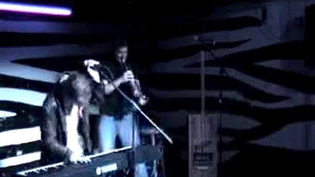 Fat Pigeon performs Rhinocratic Oaths смотреть онлайн