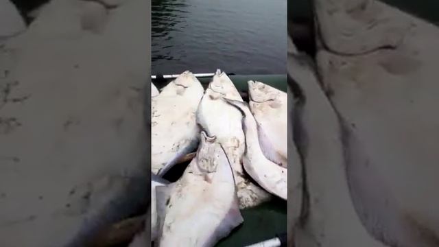 Большая камбала смотреть онлайн