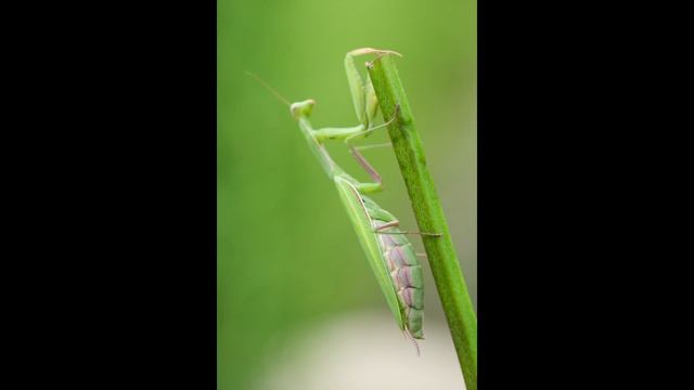 Makrofotografia z Fujifilm X-H2 смотреть онлайн