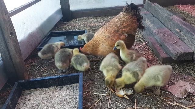 Курица воспитывает гусят
