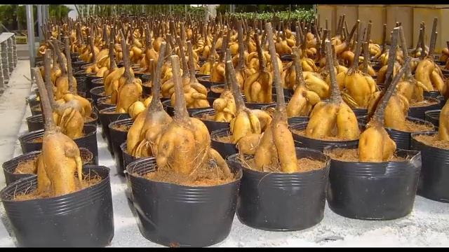 Ficus Ginseng Bonsai - Ficus Microcarpa Ginseng Bonsai Gondozása.