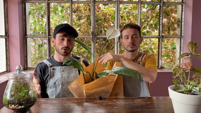 Aprende a cuidar tu Spatifilium (Spathiphyllum) смотреть онлайн