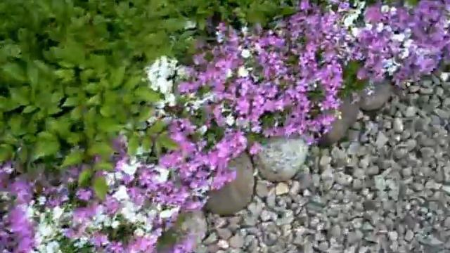 Sammalleimu Puutarhapalvelu Tampere pihapalveluita tarpeisiinne смотреть онлайн