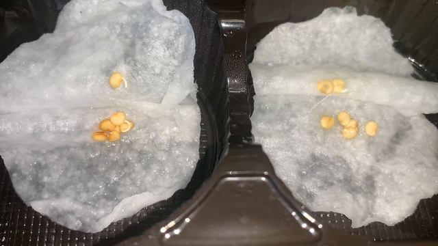 Семена перца🌶️/ как быстро прорастить перец/супер способ