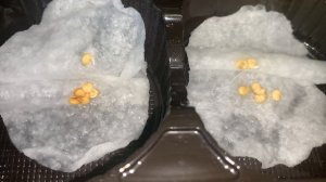 Семена перца🌶️/ как быстро прорастить перец/супер способ