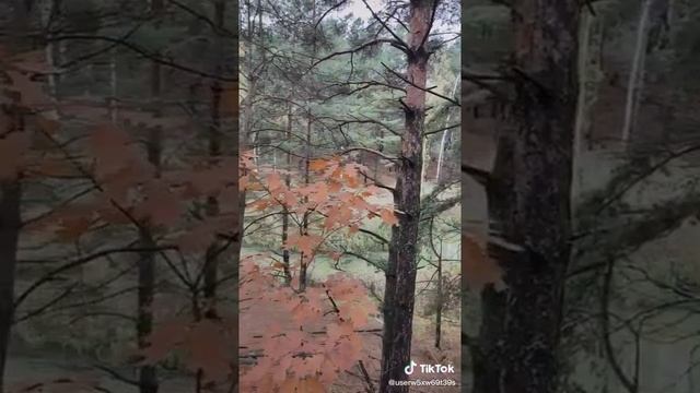 Самое главное, что нужно взять с собой в поход в лес, то без чего ни нельзя ходить в поход, прикол) смотреть онлайн