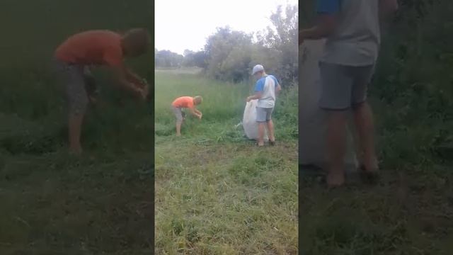 Как в деревне собирают траву смотреть онлайн