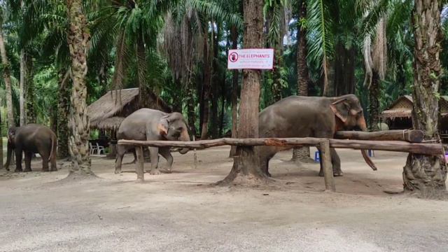 Приют для слонов на Краби: место, где на животных не ездят и не заставляют их работать