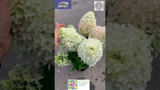 Hydrangea Paniculata ‘Frenne’ (?Skyfall) — гортензия метельчатая Скайфолл
