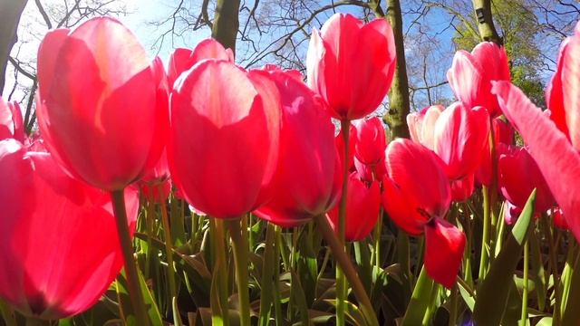 Тюльпаны смотреть онлайн