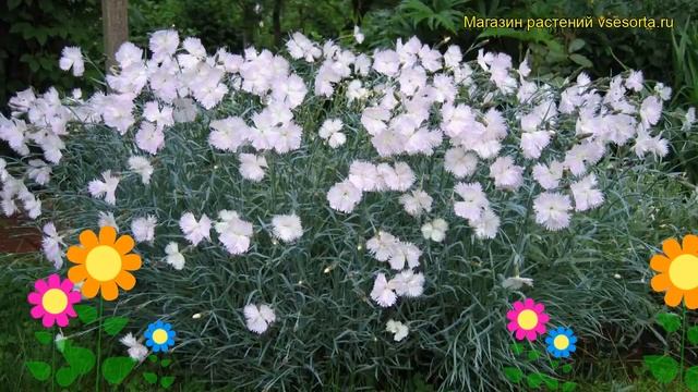 Гвоздика перистая. Краткий обзор, описание характеристик, где купить саженцы Diantus Plumaris