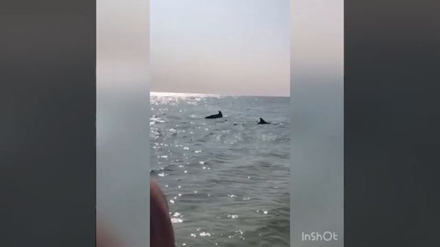 Невероятные прыжки рыб и дельфинов на Чёрном море