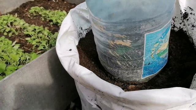 ОГУРЦЫ В МЕШКАХ НА РАННИЙ УРОЖАЙ | ПРОСТО ПОВТОРЯЙТЕ смотреть онлайн