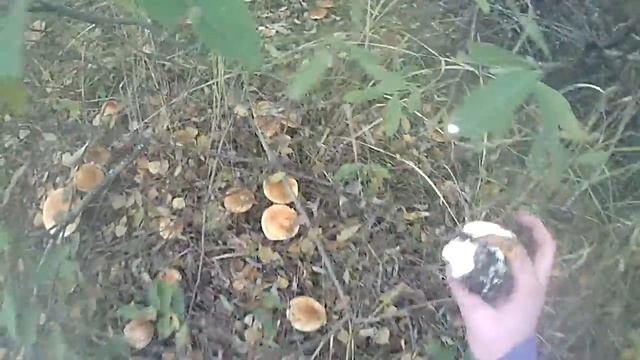 Белые грибы, Нижегородская область, Вадский р-он село Дубенское. смотреть онлайн