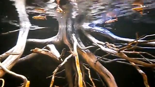 Nannostomus trifasciatus.flv смотреть онлайн