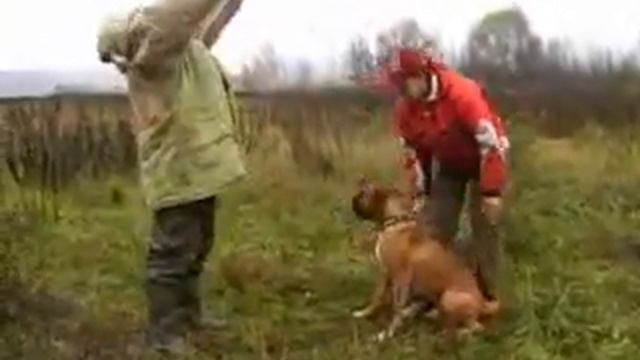 Дрессировка собак ЗКС/Защита владельца от прямого нападения