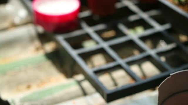 Pollination gymnocalycium mihanovichii variegata смотреть онлайн