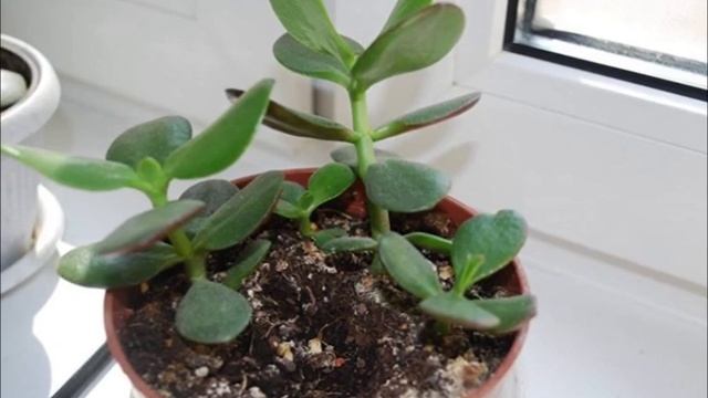Травники рекомендуют всем дома иметь толстянку! В чем секрет денежнего дерева? смотреть онлайн