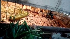 Метиленовый синий, зачем и как поить